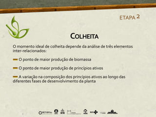 O momento ideal de colheita depende da análise de três elementos
inter-relacionados:
O ponto de maior produção de biomassa
O ponto de maior produção de princípios ativos
A variação na composição dos princípios ativos ao longo das
diferentes fases de desenvolvimento da planta
ETAPA2
COLHEITA
 