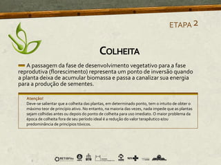 A passagem da fase de desenvolvimento vegetativo para a fase
reprodutiva (florescimento) representa um ponto de inversão quando
a planta deixa de acumular biomassa e passa a canalizar sua energia
para a produção de sementes.
Atenção!
Deve-se salientar que a colheita das plantas, em determinado ponto, tem o intuito de obter o
máximo teor de princípio ativo. No entanto, na maioria das vezes, nada impede que as plantas
sejam colhidas antes ou depois do ponto de colheita para uso imediato. O maior problema da
época de colheita fora de seu período ideal é a redução do valor terapêutico e/ou
predominância de princípios tóxicos.
ETAPA2
COLHEITA
 