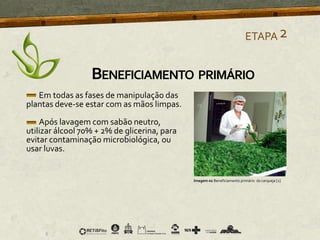 Em todas as fases de manipulação das
plantas deve-se estar com as mãos limpas.
Após lavagem com sabão neutro,
utilizar álcool 70% + 2% de glicerina, para
evitar contaminação microbiológica, ou
usar luvas.
Imagem 02 Beneficiamento primário da carqueja [2]
ETAPA2
BENEFICIAMENTO PRIMÁRIO
 