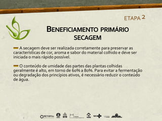 A secagem deve ser realizada corretamente para preservar as
características de cor, aroma e sabor do material colhido e deve ser
iniciada o mais rápido possível.
O conteúdo de umidade das partes das plantas colhidas
geralmente é alto, em torno de 60% a 80%. Para evitar a fermentação
ou degradação dos princípios ativos, é necessário reduzir o conteúdo
de água.
ETAPA2
BENEFICIAMENTO PRIMÁRIO
SECAGEM
 