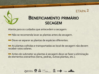 Atente para os cuidados que antecedem a secagem:
Não se recomenda lavar as plantas antes da secagem.
Deve-se separar as plantas de espécies diferentes.
As plantas colhidas e transportadas ao local de secagem não devem
receber raios solares.
Antes de submeter as plantas à secagem deve-se fazer a eliminação
de elementos estranhos (terra, pedras, outras plantas, etc.).
ETAPA2
BENEFICIAMENTO PRIMÁRIO
SECAGEM
 