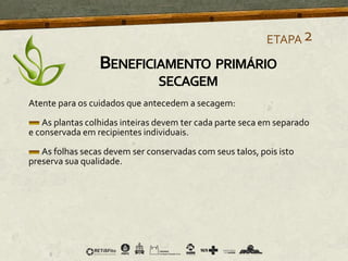 Atente para os cuidados que antecedem a secagem:
As plantas colhidas inteiras devem ter cada parte seca em separado
e conservada em recipientes individuais.
As folhas secas devem ser conservadas com seus talos, pois isto
preserva sua qualidade.
ETAPA2
BENEFICIAMENTO PRIMÁRIO
SECAGEM
 