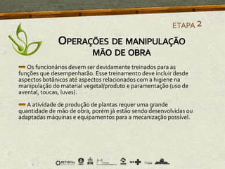 Os funcionários devem ser devidamente treinados para as
funções que desempenharão. Esse treinamento deve incluir desde
aspectos botânicos até aspectos relacionados com a higiene na
manipulação do material vegetal/produto e paramentação (uso de
avental, toucas, luvas).
A atividade de produção de plantas requer uma grande
quantidade de mão de obra, porém já estão sendo desenvolvidas ou
adaptadas máquinas e equipamentos para a mecanização possível.
ETAPA2
OPERAÇÕES DE MANIPULAÇÃO
MÃO DE OBRA
 