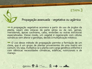 A propagação vegetativa acontece a partir do uso de órgãos da
planta, sejam eles estacas da parte aérea ou da raiz, gemas,
meristemas, ápices caulinares, calos, embriões ou outras estruturas
especializadas. Desse modo, um vegetal é regenerado com células
somáticas sem alterar o genótipo, devido à multiplicação mitótica.
O uso desse método de propagação permite a formação de um
clone, que é um grupo de plantas provenientes de uma matriz em
comum. Ou seja, multiplica-se a planta com carga genética uniforme e
com idênticas necessidades climáticas, edáficas, nutricionais e de
manejo.
ETAPA 3
Propagação assexuada - vegetativa ou agâmica
 