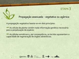 A propagação vegetativa baseia-se em dois princípios:
As células da planta contém toda informação genética necessária
para a perpetuação da espécie.
As células somáticas e, por consequência, os tecidos apresentam a
capacidade de regeneração de órgãos adventícios.
ETAPA 3
Propagação assexuada - vegetativa ou agâmica
 