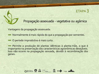 ETAPA 3
Propagação assexuada - vegetativa ou agâmica
Vantagens da propagação assexuada:
Normalmente é mais rápida do que a propagação por sementes.
O período improdutivo é mais curto.
Permite a produção de plantas idênticas à planta-mãe, o que é
importante na preservação das características agronômicas desejáveis.
Isso não ocorre na propagação sexuada, devido à recombinação dos
genes.
 
