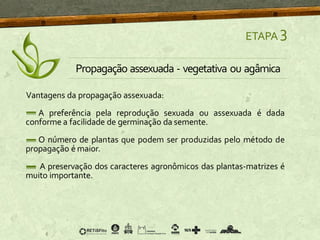 ETAPA 3
Propagação assexuada - vegetativa ou agâmica
Vantagens da propagação assexuada:
A preferência pela reprodução sexuada ou assexuada é dada
conforme a facilidade de germinação da semente.
O número de plantas que podem ser produzidas pelo método de
propagação é maior.
A preservação dos caracteres agronômicos das plantas-matrizes é
muito importante.
 