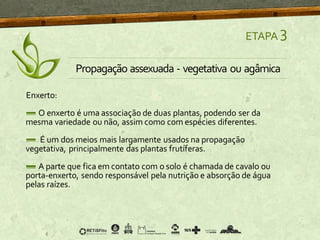 Enxerto:
O enxerto é uma associação de duas plantas, podendo ser da
mesma variedade ou não, assim como com espécies diferentes.
É um dos meios mais largamente usados na propagação
vegetativa, principalmente das plantas frutíferas.
A parte que fica em contato com o solo é chamada de cavalo ou
porta-enxerto, sendo responsável pela nutrição e absorção de água
pelas raízes.
ETAPA 3
Propagação assexuada - vegetativa ou agâmica
 