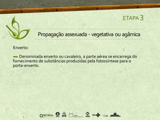Enxerto:
Denominada enxerto ou cavaleiro, a parte aérea se encarrega do
fornecimento de substâncias produzidas pela fotossíntese para o
porta-enxerto.
ETAPA 3
Propagação assexuada - vegetativa ou agâmica
 