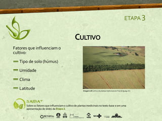 Fatores que influenciam o
cultivo:
Tipo de solo (húmus)
Umidade
Clima
Latitude
ETAPA 3
Imagem08 Cultivo deplantasmedicinaisem Foz do Iguaçu [6]
CULTIVO
 