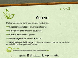 Melhoramento no cultivo de plantas medicinais:
Lugaresventilados>> árvores protetoras
Solo pobre em húmus>> adubação
Cultura de células>> gemas
Mutação genética >> raios X, IV,UV
Hibridação (Hibridização) >> bio cruzamento natural ou artificial
de indivíduos de espécies diferentes
ETAPA 3
CULTIVO
 
