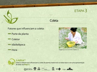 Fatores que influenciam a coleta:
Parte da planta
Coletor
Idade/época
Hora
ETAPA 3
Imagem09 ColetadeAchillea millefolium [7]
Coleta
 