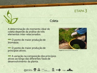 A determinação do momento ideal de
coleta depende da análise de três
elementos inter-relacionados:
O ponto de maior produção de
biomassa.
O ponto de maior produção de
princípios ativos.
A variação na composição dos princípios
ativos ao longo das diferentes fasesde
desenvolvimento da planta.
ETAPA 3
Imagem10 Coletaem horto medicinal [8]
Coleta
 