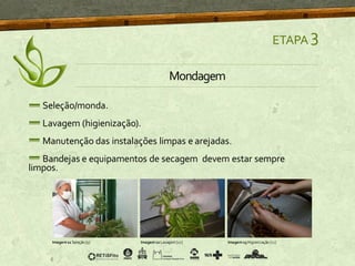 Seleção/monda.
Lavagem (higienização).
Manutenção das instalações limpas e arejadas.
Bandejas e equipamentos de secagem devem estar sempre
limpos.
ETAPA 3
Imagem11 Seleção [9]
Mondagem
Imagem12Lavagem [10] Imagem13 Higienização [11]
 