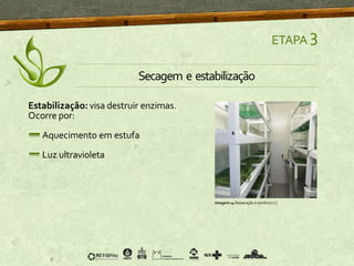 Estabilização: visa destruir enzimas.
Ocorre por:
Aquecimento em estufa
Luz ultravioleta
ETAPA 3
Secagem e estabilização
Imagem14 Dessecação à sombra [12]
 
