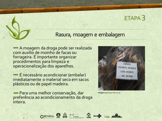 A moagem da droga pode ser realizada
com auxílio de moinho de facas ou
forrageira. É importante organizar
procedimentos para limpeza e
operacionalização dos aparelhos.
É necessário acondicionar (embalar)
imediatamente o material seco em sacos
plásticos ou de papel madeira.
Para uma melhor conservação, dar
preferência ao acondicionamento da droga
inteira.
ETAPA 3
Rasura, moagem e embalagem
Imagem15 Drogainteira [13]
 