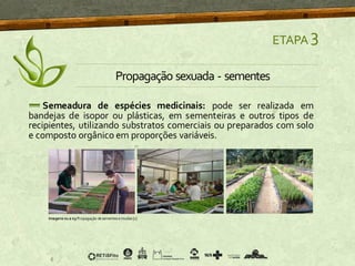 Semeadura de espécies medicinais: pode ser realizada em
bandejas de isopor ou plásticas, em sementeiras e outros tipos de
recipientes, utilizando substratos comerciais ou preparados com solo
e composto orgânico em proporções variáveis.
ETAPA 3
Propagação sexuada - sementes
Imagens 01a 03 Propagação desementesemudas[1]
 