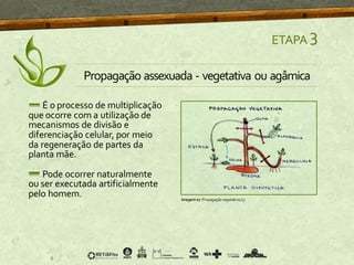 É o processo de multiplicação
que ocorre com a utilização de
mecanismos de divisão e
diferenciação celular, por meio
da regeneração de partes da
planta mãe.
Pode ocorrer naturalmente
ou ser executada artificialmente
pelo homem.
ETAPA 3
Propagação assexuada - vegetativa ou agâmica
Imagem07 Propagação vegetativa [5]
 