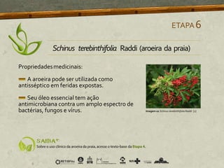 Propriedadesmedicinais:
A aroeira pode ser utilizada como
antisséptico em feridas expostas.
Seu óleo essencial tem ação
antimicrobiana contra um amplo espectro de
bactérias, fungos e vírus.
ETAPA6
Schinus terebinthifolia Raddi (aroeira da praia)
Imagem 02 Schinus terebinthifolia Raddi [2]
 