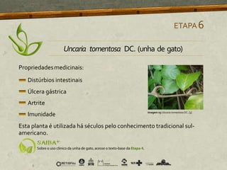 Propriedadesmedicinais:
Distúrbios intestinais
Úlcera gástrica
Artrite
Imunidade
Esta planta é utilizada há séculos pelo conhecimento tradicional sul-
americano.
ETAPA6
Uncaria tomentosa DC. (unha de gato)
Imagem 03 Uncaria tomentosa DC. [3]
 