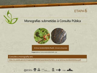 ETAPA6
Monografias submetidas à Consulta Pública
http://u.saude.gov.br/images/pdf/2014/novembro/25/Vers--o-cp-Schinus-terebinthifolius.pdf
Consulte a monografia em:
Imagem 16 e 17 Schinus terebinthifolia Raddi . [10]
 