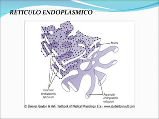 RETICULO ENDOPLASMICO
 