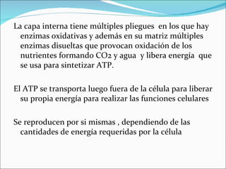La capa interna tiene múltiples pliegues en los que hay
  enzimas oxidativas y además en su matriz múltiples
  enzimas disueltas que provocan oxidación de los
  nutrientes formando CO2 y agua y libera energía que
  se usa para sintetizar ATP.

El ATP se transporta luego fuera de la célula para liberar
  su propia energía para realizar las funciones celulares

Se reproducen por si mismas , dependiendo de las
  cantidades de energía requeridas por la célula
 