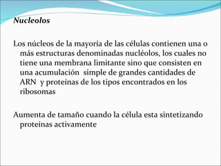 Nucleolos

Los núcleos de la mayoría de las células contienen una o
 más estructuras denominadas nucléolos, los cuales no
 tiene una membrana limitante sino que consisten en
 una acumulación simple de grandes cantidades de
 ARN y proteínas de los tipos encontrados en los
 ribosomas

Aumenta de tamaño cuando la célula esta sintetizando
 proteínas activamente
 