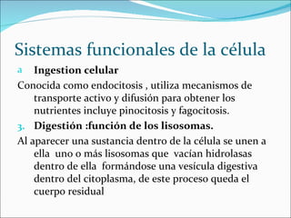 Sistemas funcionales de la célula
a   Ingestion celular
Conocida como endocitosis , utiliza mecanismos de
    transporte activo y difusión para obtener los
    nutrientes incluye pinocitosis y fagocitosis.
3. Digestión :función de los lisosomas.
Al aparecer una sustancia dentro de la célula se unen a
    ella uno o más lisosomas que vacían hidrolasas
    dentro de ella formándose una vesícula digestiva
    dentro del citoplasma, de este proceso queda el
    cuerpo residual
 