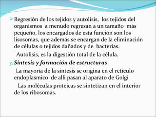  Regresión de los tejidos y autolisis, los tejidos del
   organismos a menudo regresan a un tamaño más
   pequeño, los encargados de esta función son los
   lisosomas, que además se encargan de la eliminación
   de células o tejidos dañados y de bacterias.
    Autolisis, es la digestión total de la célula.
3. Síntesis y formación de estructuras
    La mayoria de la sintesis se origina en el reticulo
   endoplasmico de alli pasan al aparato de Golgi
     Las moléculas proteicas se sintetizan en el interior
   de los ribosomas.
 