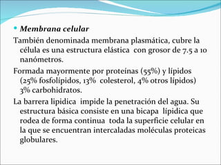  Membrana celular
También denominada membrana plasmática, cubre la
  célula es una estructura elástica con grosor de 7.5 a 10
  nanómetros.
Formada mayormente por proteínas (55%) y lípidos
  (25% fosfolípidos, 13% colesterol, 4% otros lípidos)
  3% carbohidratos.
La barrera lipidica impide la penetración del agua. Su
  estructura básica consiste en una bicapa lípidica que
  rodea de forma continua toda la superficie celular en
  la que se encuentran intercaladas moléculas proteicas
  globulares.
 