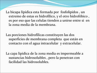 La bicapa lípidica esta formada por fosfolipidos , un
  extremo de estas es hidrofílico, y el otro hidrofóbico ,
  es por eso que las celulas tienden a unirse entre si en
  la zona media de la membrana.

Las porciones hidrofilicas constituyen las dos
  superficies de membrana completa que están en
  contacto con el agua intracelular y extracelular.

La capa lipidica de la zona media es impermeable a
  sustancias hidrosolubles , pero la penetran con
  facilidad las hidrosolubles.
 