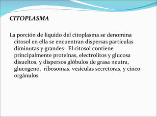 CITOPLASMA

La porción de liquido del citoplasma se denomina
  citosol en ella se encuentran dispersas partículas
  diminutas y grandes . El citosol contiene
  principalmente proteínas, electrolítos y glucosa
  disueltos, y dispersos glóbulos de grasa neutra,
  glucogeno, ribosomas, vesículas secretoras, y cinco
  orgánulos
 