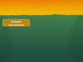 Animals
invertebrats
Animals
invertebrats
 