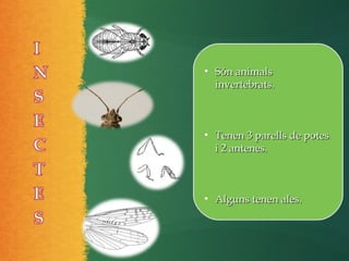 • Són animalsSón animals
invertebrats.invertebrats.
• Tenen 3 parells de potesTenen 3 parells de potes
i 2 antenes.i 2 antenes.
• Alguns tenen ales.Alguns tenen ales.
 