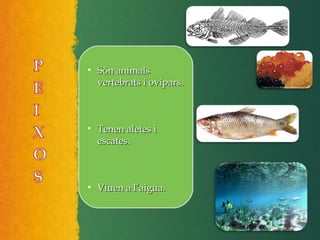 • Són animalsSón animals
vertebrats i ovípars.vertebrats i ovípars.
• Tenen aletes iTenen aletes i
escates.escates.
• Viuen a l’aigua.Viuen a l’aigua.
 