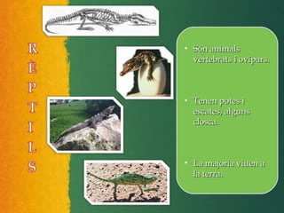 • Són animalsSón animals
vertebrats i ovípars.vertebrats i ovípars.
• Tenen potes iTenen potes i
escates, algunsescates, alguns
closca.closca.
• La majoria viuen aLa majoria viuen a
la terra.la terra.
 