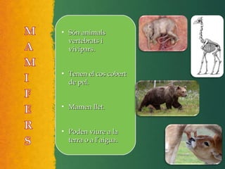 • Són animalsSón animals
vertebrats ivertebrats i
vivípars.vivípars.
• Tenen el cos cobertTenen el cos cobert
de pel.de pel.
• Mamen llet.Mamen llet.
• Poden viure a laPoden viure a la
terra o a l’aigua.terra o a l’aigua.
 