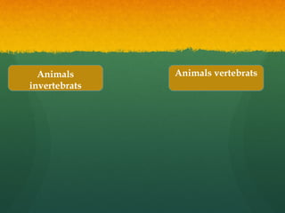 Animals
invertebrats
Animals
invertebrats
Animals vertebratsAnimals vertebrats
 