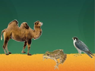 Los animales