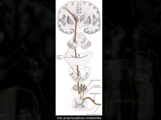 Vias proprioceptivas conscientes  