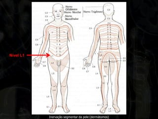 Inervação segmentar da pele (dermátomos) 
Nível L1  