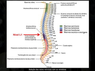 Relação das raízes nervosas com as vértebras 
Nível L1  