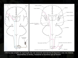 A forma mais simples de organização das vias sensoriais ascendentes (à esquerda) e das vias motoras descendentes (à direita), mostrando os neurônios que as formam  