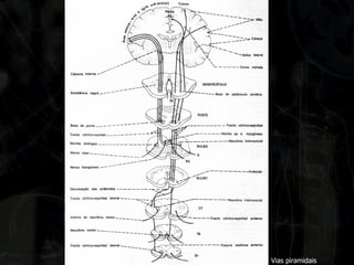 Vias piramidais  