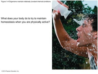 © 2014 Pearson Education, Inc.
Figure 1-4 Organisms maintain relatively constant internal conditions
What does your body do to try to maintain
homeostasis when you are physically active?
 