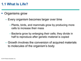 © 2014 Pearson Education, Inc.
1.1 What Is Life?
 Organisms grow
– Every organism becomes larger over time
– Plants, birds, and mammals grow by producing more
cells to increase their mass
– Bacteria grow by enlarging their cells; they divide in
half to reproduce after genetic material is copied
– Growth involves the conversion of acquired materials
to molecules of the organism’s body
 