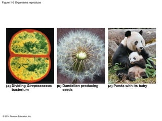 © 2014 Pearson Education, Inc.
Figure 1-6 Organisms reproduce
Dividing Streptococcus
bacterium
Panda with its babyDandelion producing
seeds
 