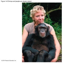 © 2014 Pearson Education, Inc.
Figure 1-8 Chimps and people are closely related
 