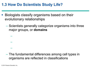 © 2014 Pearson Education, Inc.
1.3 How Do Scientists Study Life?
 Biologists classify organisms based on their
evolutionary relationships
– Scientists generally categorize organisms into three
major groups, or domains
–
–
–
– The fundamental differences among cell types in
organisms are reflected in classifications
 